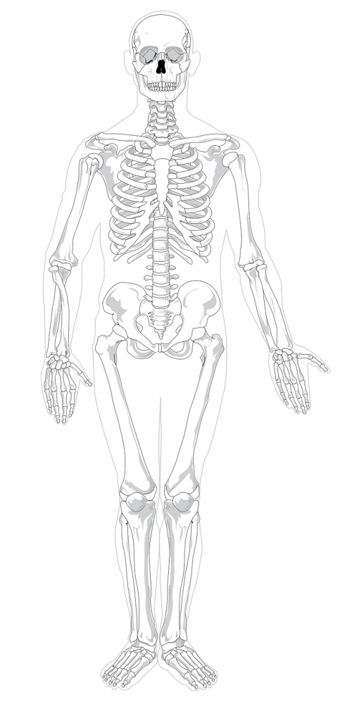 Skeletas, Žmogus, Skeletas, Anatomija, Rentgeno Spinduliai, Xray, Kaulai, Diagrama, Nemokama Vektorinė Grafika