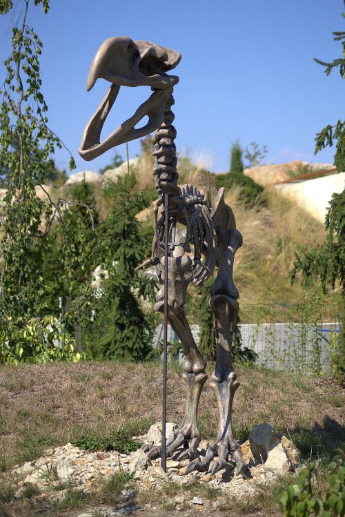 Skeletas, Dinozauras, Iškastinis, Priešistoriniai Laikai, Kaulas, Rėmas, Parkas