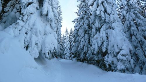 Slidinėjimas Atokioje Pakrantėje, Žiema, Sniegas, Allgäu, Medžiai, Miškas