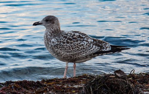 Skua, Kajakas, Vandens Paukštis, Jūra