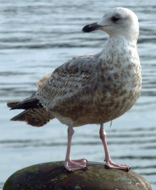 Skuas, Stercorariidae, Plover-Like, Suka, Paukštis, Kranto, Seevogel, Kajakas, Jūra, Šiaurės Jūra, Vandens Paukštis, Gyvūnai