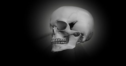 Kaukolė, Kaulas, Galva, Skeletas, 3D Modelis