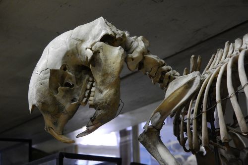 Kaukolė, Skeletas, Dantys, Anatomija, Žandikaulis, Gyvulio Kaukolė