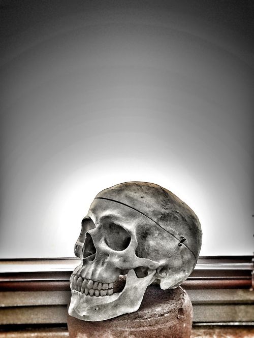 Kaukolė, Anatomija, Skeletas