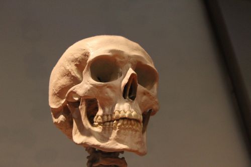 Kaukolė, Skeletas, Galva, Kaulai, Žmogus, Anatomija, Veidas