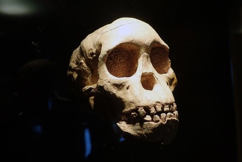 Kaukolė,  Antropologija,  Archeologija,  Skeletas