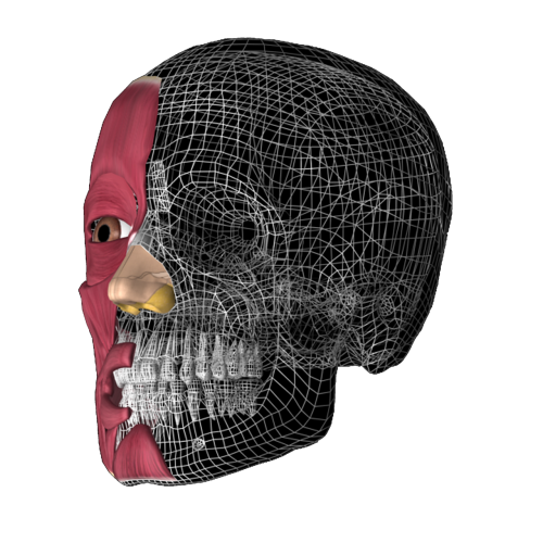 Kaukolė 3D, Anatomija, Anatomija 3D