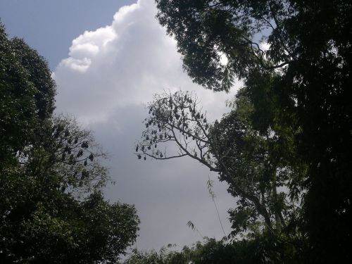 Dangus, Debesys, Medžiai, Šikšnosparniai, Ceilonas, Peradeniya, Kandy, Šri Lanka