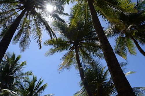 Dangus, Kokoso Medis, Šviesa, Mėlynas Dangus, Salvadoras, Bahia, Papludimys