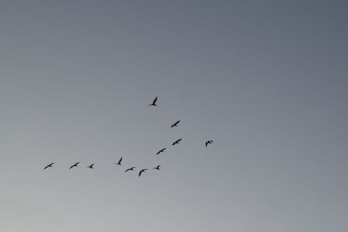 Dangus, Paukščiai, Flock