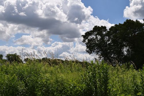 Dangus, Debesys, Gamta, Cloudscape, Medžiai, Saulėtas, Kraštovaizdis, Aplinka