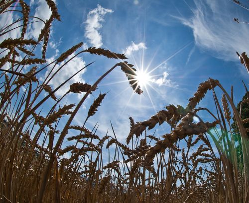 Dangus,  Gamta,  Augalas,  Schönwetter,  Be Honoraro Mokesčio