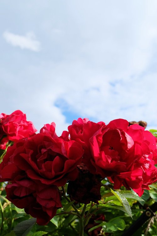 Dangus,  Rožės,  Gėlės,  Raudonos Rožės,  Raudonas