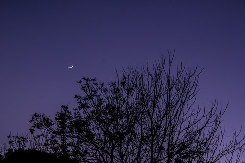 Dangus,  Mėnulis,  Crescent,  Naktis,  Medis,  Tamsiai,  Violetinė