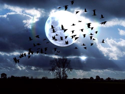 Dangus, Kraštovaizdis, Paukščiai, Mėnulis, Medis, Mėlynas, Balta, Mistinis, Debesys, Nuotaika, Gamta