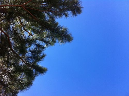 Dangus, Gamta, Medis, Mėlynas, Kontrastas