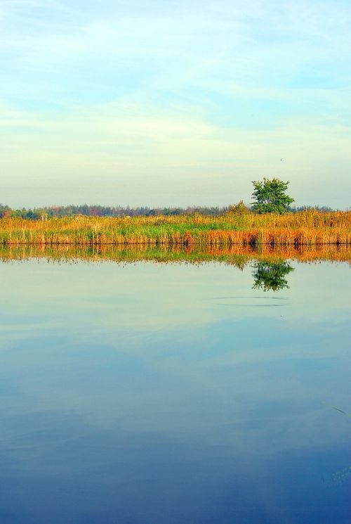 Dangus Ežeras, Nendrė, Medis