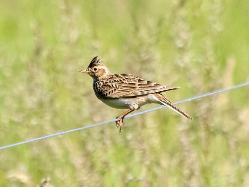 Skylark, Paukštis, Giesmininkas, Gamta, Gyvūnas