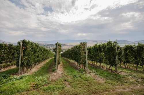 Panorama, Peizažas, Vaisių Sodas, Vynuogynas