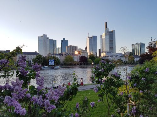 Panorama, Pagrindinis Frankfurtas, Dangus, Pagrindinis, Upė, Frankfurtas Yra Pagrindinė Vokietija, Architektūra, Dangoraižis, Bankas, Vasara, Medžiai, Perspektyva, Gėlės