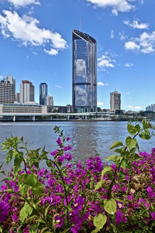 Dangoraižis, Augalas, Violetinė, Brisbane, Upė, Panorama, Pastatas, Panorama, Centro, Miestas, Queensland, Panoraminis