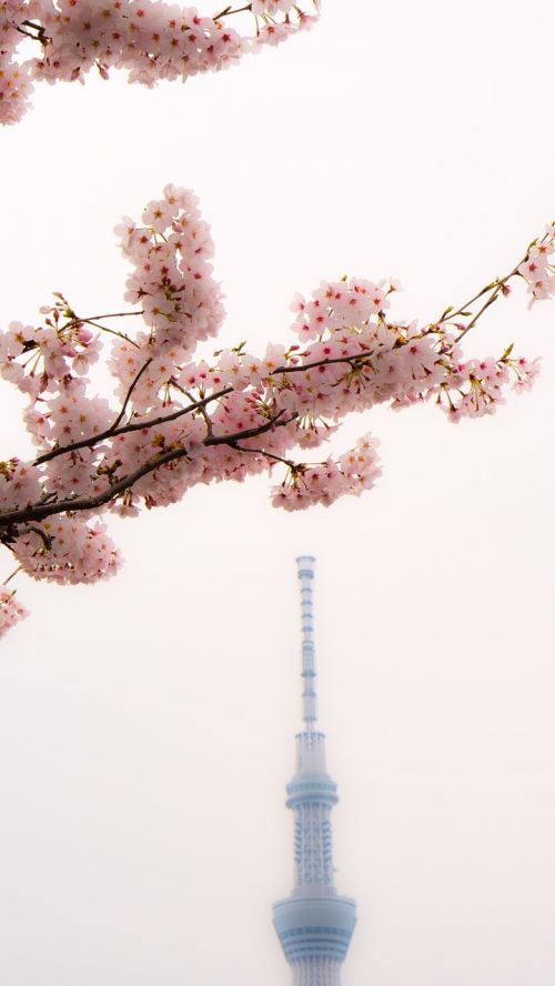 Skytree, Vyšnių Žiedų, Asakusa, Japonija