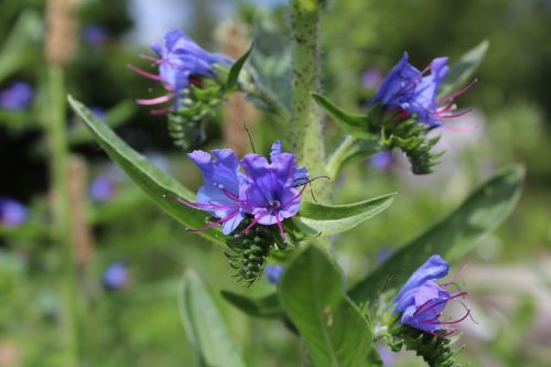 Slangehoved, Echium, Mėlyna Gėlė