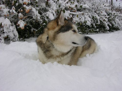 Sledas Šuo, Poolhond, Sniegas