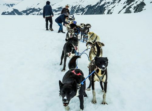 Sledžių Šunys, Alaska, Šunų Keltuvai, Kelnės, Šuo, Keltuvu, Sniegas, Šunys, Traukimas, Šunys, Komanda