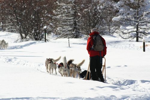 Sledžių Šunys, Queiras, Sniegas, Gamta, Žiema