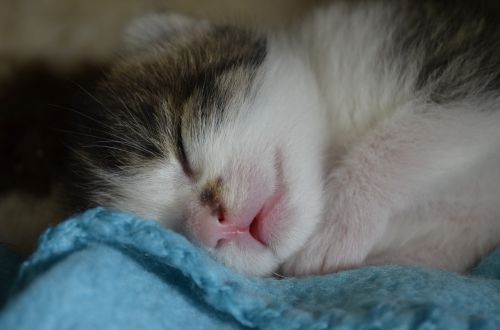 Miegoti, Kūdikių Katė, Kačiukas, Katė, Gyvūnų Gerovė, Gamta, Kūdikis, Kačiukas, Saldus