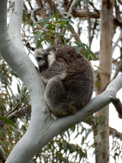 Miega, Koala, Australia, Laukinė Gamta, Medis, Marsupial, Gamta, Mielas, Eukaliptas, Laukiniai, Miškas, Parkas, Pūkuotas, Fauna, Gimtoji
