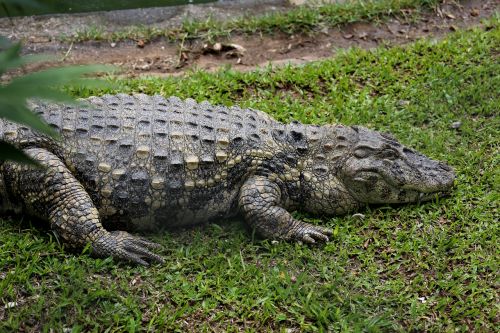 Miegojo Aligatorius, Alligator Açu, Ropliai, Laukinis Gyvūnas, Profilio
