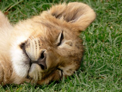 Miega,  Cub,  Liūtas,  Didelis & Nbsp,  Katinas,  Leo,  Laukinė Gamta,  Miegantis Kūdikis