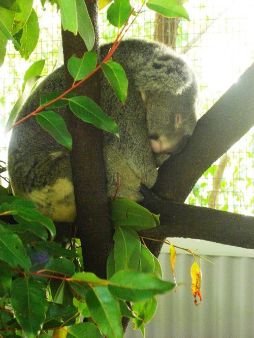 Miegoti,  Mieguistas,  Koala,  Australia,  Gyvūnas,  Zoologijos Sodas,  Eukaliptas,  Vienas,  Miega Koala