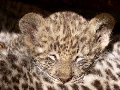 Leopardas,  Cub,  Miega,  Dėmės,  Saldus,  Mielas,  Linksma,  Akys & Nbsp,  Uždaryti,  Dozing,  Miegantis Leopardo Kub