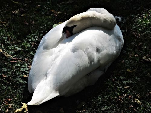 Miegantis Gulbė, Laukinis Paukštis, Gamta, Grakštus, Kanada