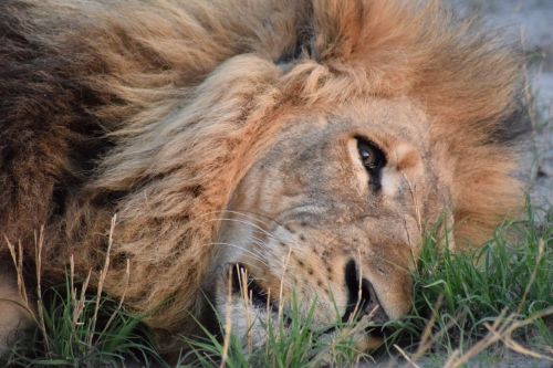 Mieguistas Liūtas, Liūtas, Botsvana, Afrika, Safari