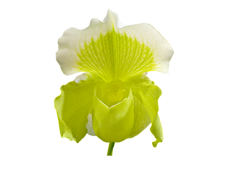 Šlepetės Orchidėja,  Orchidėja,  Gėlės,  Paphiopedilum Spp
