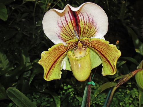 Šlepetės Orchidėja,  Paphiopedilum Spp,  Gėlės