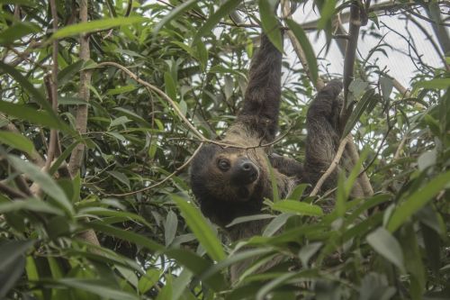 Sloth, Atšaldymas, Zoologijos Sodas, Žalias, Medžiai, Gyvūnas, Žinduolis, Laukinė Gamta, Gamta, Laukiniai, Medis, Mielas, Kailis, Miškas, Portretas, Atogrąžų, Lapai, Žavinga, Juokinga, Pūkuotas, Purus