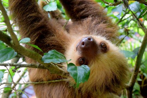 Sloth, Kosta Rika, Puerto Viejo, Atogrąžų Miškai, Kelionė, Gamta