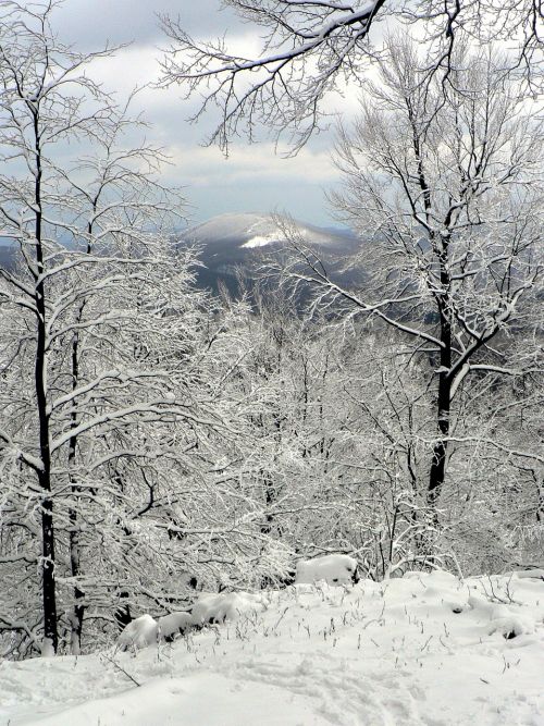 Slovakija, Vyrų Karpatai, Miškas, Žiema, Gamta, Dangus, Sniegas, Medžiai