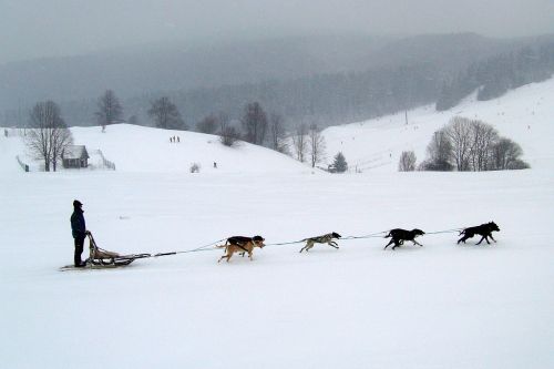 Slovakija, Donovaly, Žiema, Sniegas, Šunys