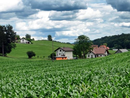 Slovenia, Kraštovaizdis, Vaizdingas, Kukurūzai, Laukai, Ūkis, Kaimas, Namas, Namai, Kalnas, Miškas, Miškai, Medžiai, Vasara, Gamta, Lauke, Šalis, Kaimas