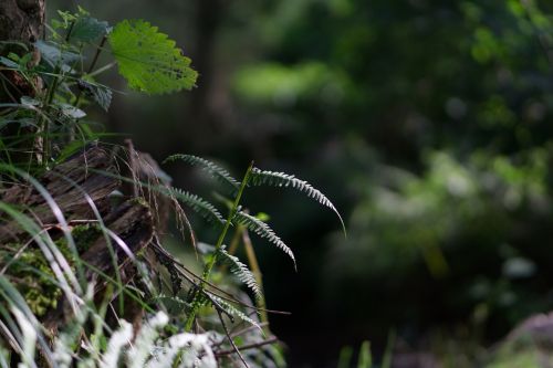 Maža Diafragma, Blur, Minkštas Bokas, Žolės, Minkštas, Žolė, Uždaryti, Bokeh, Makro, Papartis, Žurnalas, Šviesa, Medis, Pratimas