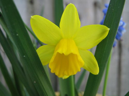Geltona,  Gėlė,  Daffodil,  Mažas Narcizas
