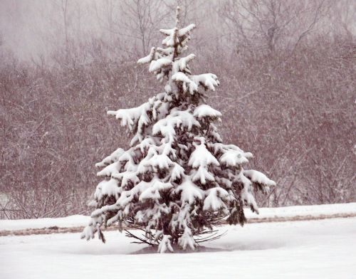 Sniegas,  Visžalis,  Medžiai,  Kalėdos,  Xmas,  Žiema,  Mažas Visžalis Sniegas