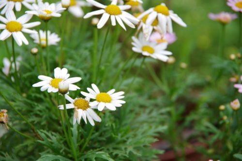 Mažos Baltos Gėlės, Xianfeng Žolė, Sodo Kampelis