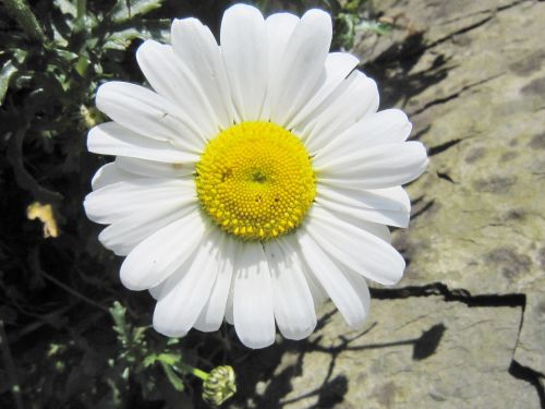 Smiley, Daisy, Laimingas, Šypsena, Gėlė, Saulėtas, Vasara